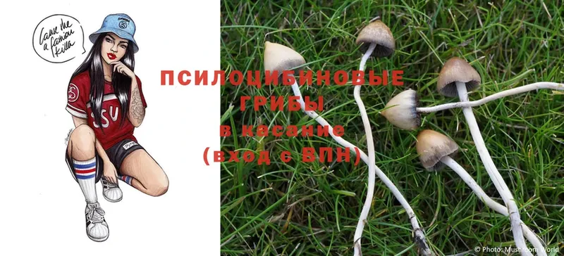 Псилоцибиновые грибы Magic Shrooms  Кяхта 