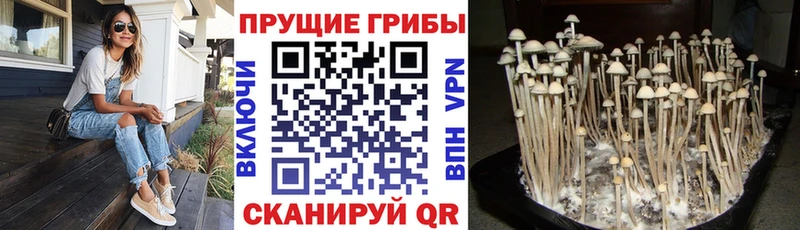 Псилоцибиновые грибы прущие грибы  дарнет шоп  Кяхта 